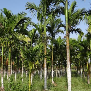 plantation-343921_1280